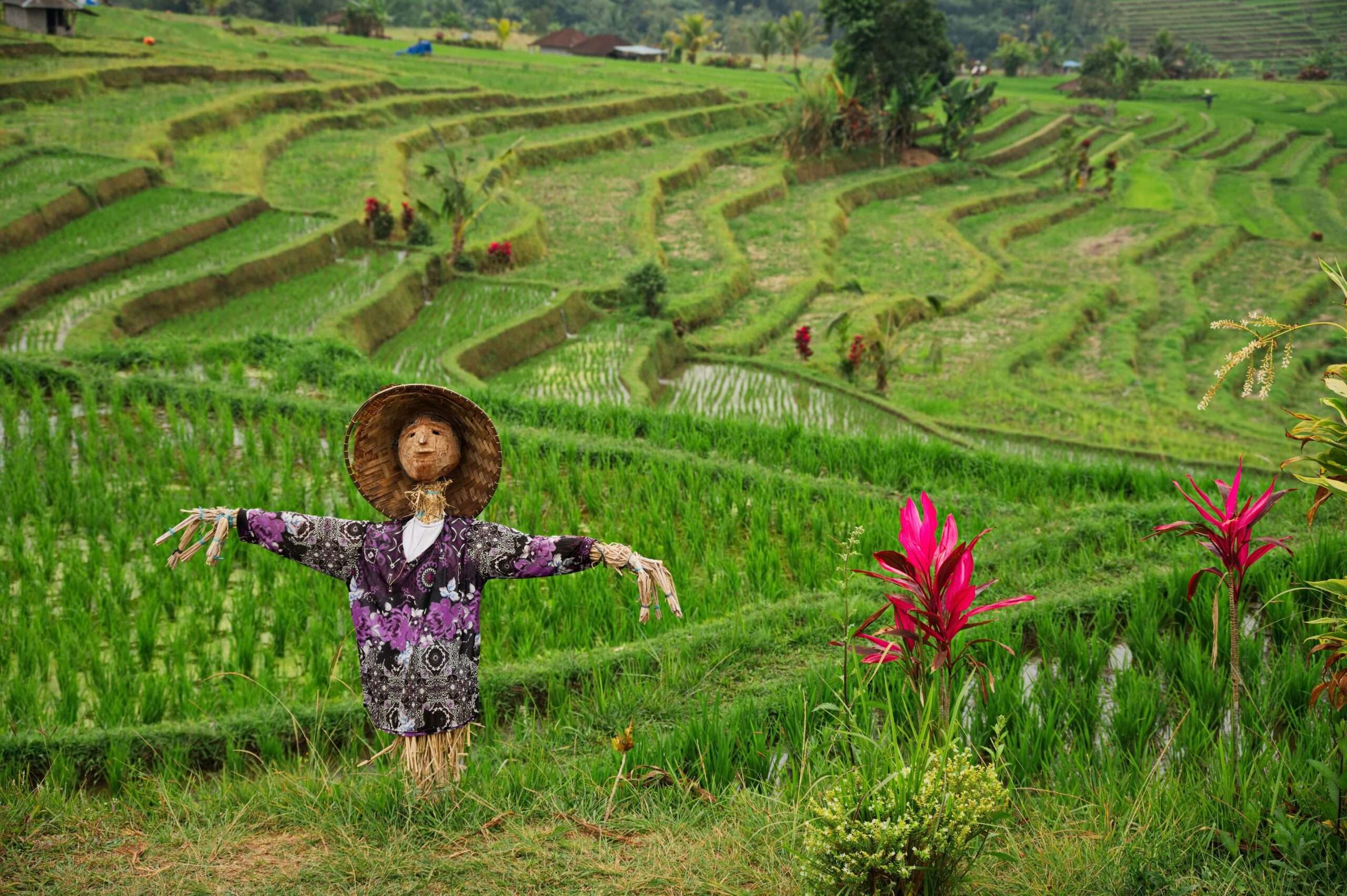 Mesmerizing Bali